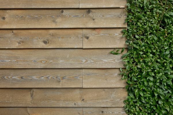 wood-siding-with-ivy.jpg